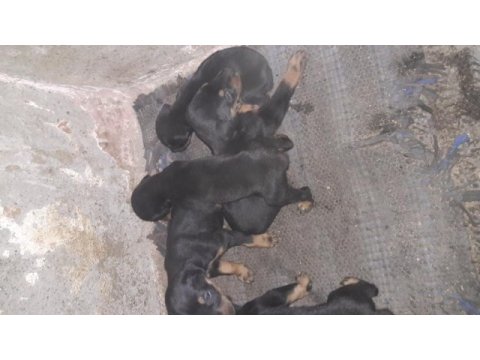25 günlük doberman köpekleri