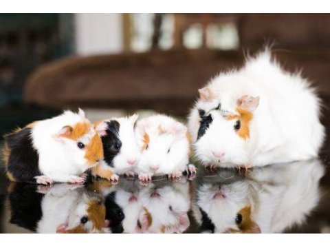 Guineapig yavrular aynı gün set halinde teslim edilir