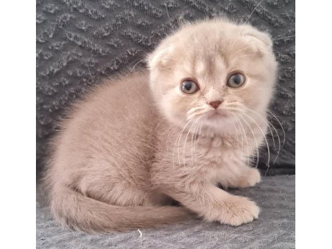 Sahibinden scottish fold yavrular