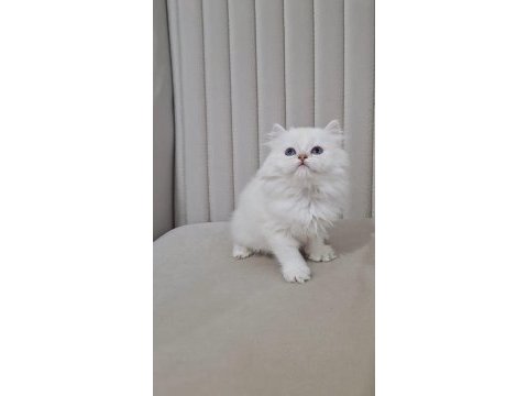 Silver point british longhair dişi ve erkek kardeşler