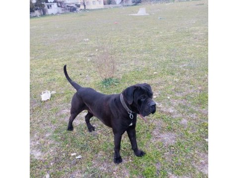 Fcı/kıf a class şecereli show kalitede cane corso yavrular