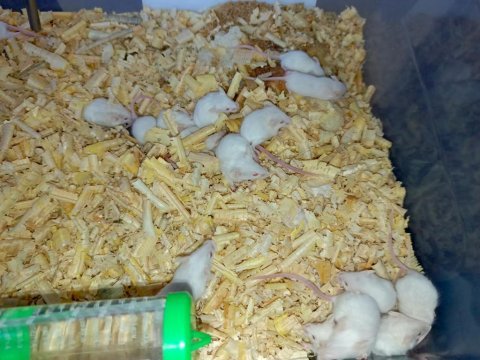 Beyaz kobay lab ve panda mice