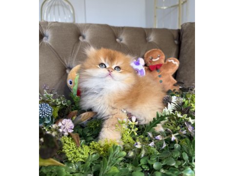 Yüksek kalite british longhair