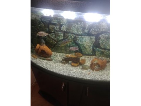 Tetra 1200 diş filtre ve 1 metre bombeli akvaryum