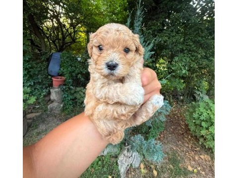Maltipoo  yavrularımız 