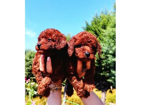 Toy poodle yavrular ruhsatlı çiftlikten