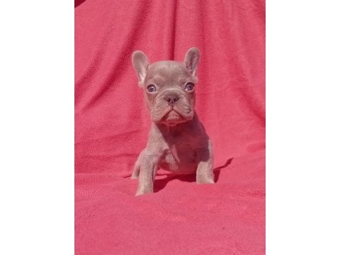 Ankara exotic french bulldog
