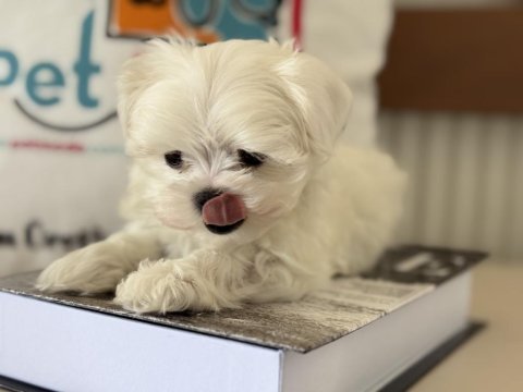 Petmode köpek çiftliğinde tea cup kore kan maltese