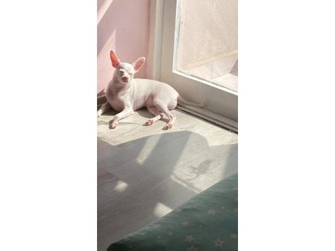 Çok özel chihuahua bebeğimize aile arıyoruz