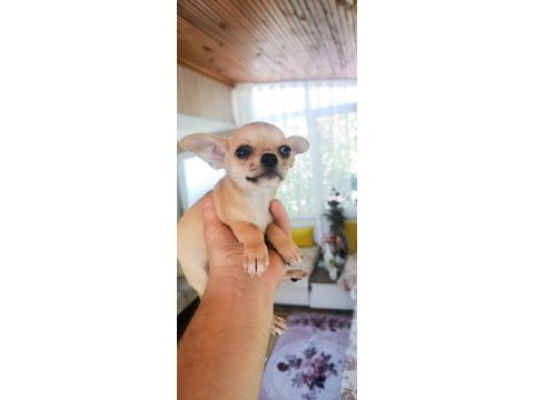 Safkan elma kafa chihuahua dişi bebek çorlu