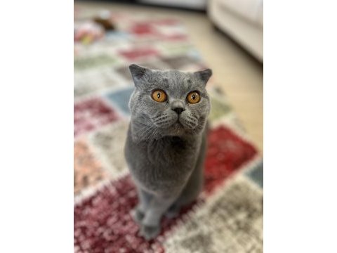 Çiftleştirme scottish fold kedimiz