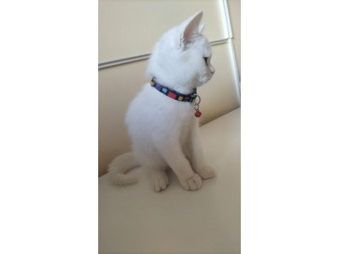 Kendi kedimin british shorthair yavrusu