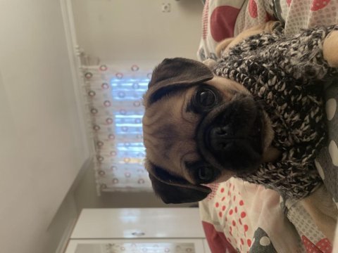 2 aylık dişi pug