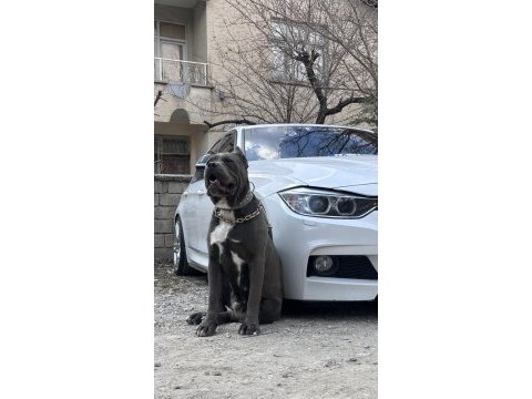 Sahiplendirilmeye hazır cane corso yavrular