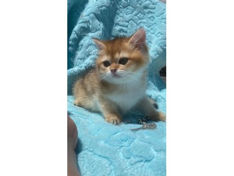 Ny12 erkek british shorthair