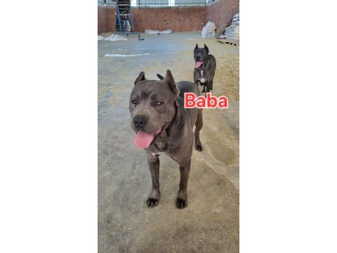 Cane corso blue