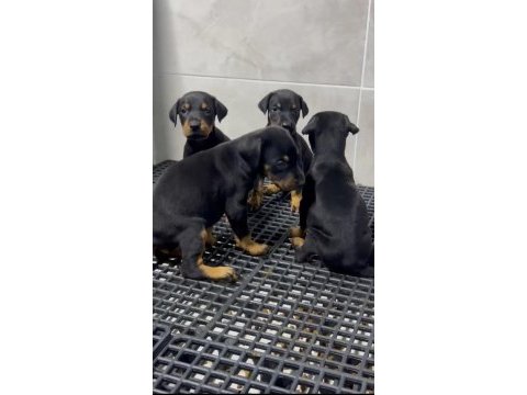 King doberman yavruları