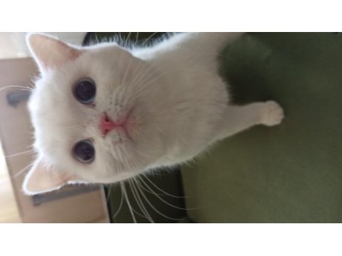 British shorthair