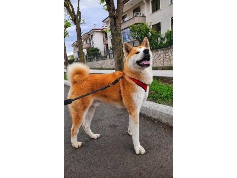 Safkan şecereli akita inu