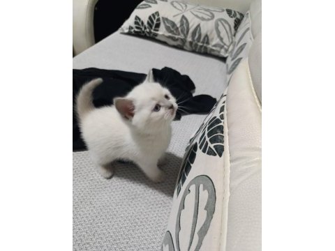 Blue point bir buçuk aylık kedimiz