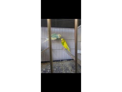 4 katlı kafes ve tüm malzemeleriyle muhabbet kuşlar