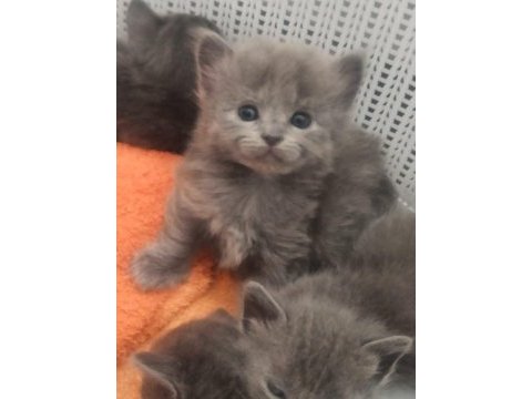 Russian blue kedimiz ev arıyor