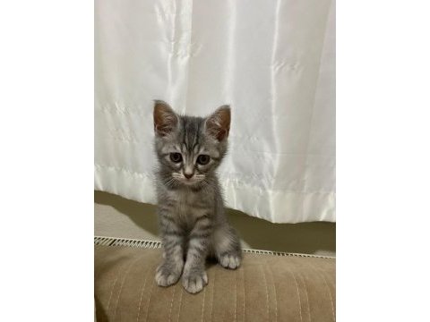Ücretsiz sahiplendirme tekir kedimiz
