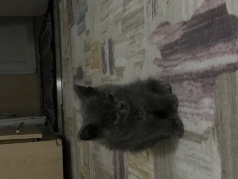 British shorthair iki aylık kediler