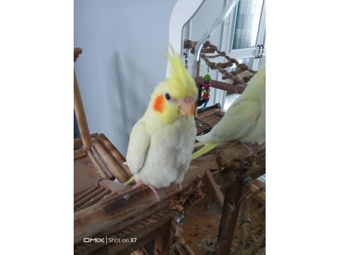 Yavru bakmış takım sultan papağanı