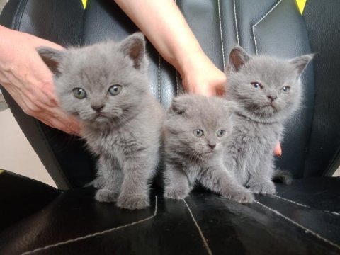 Safkan ayı surat yavrularımız scottish fold