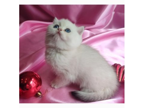 Şafkan british shorthair
