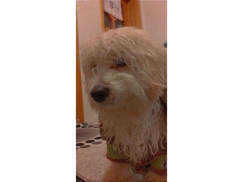 8 aylık köpeğimiz acil verilecektir