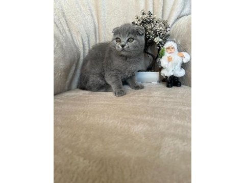 Scottish fold dişi erkek yavrular