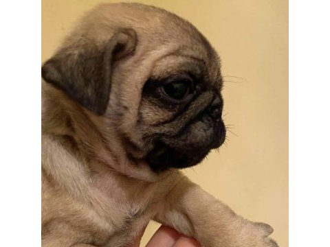 Muhteşem pug mops bebek köpekler a kalite