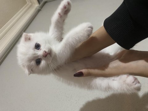 3 erkek yavru british shorthair bursa