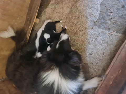 Border collie bebekler için acele edin