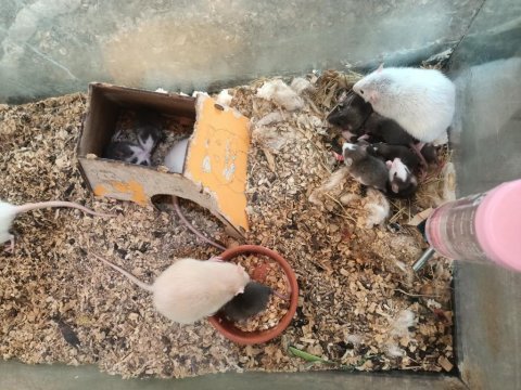 Guinea pig rat lab hamster
