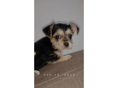 2.5 aylık 1 kg chihuahua yavru