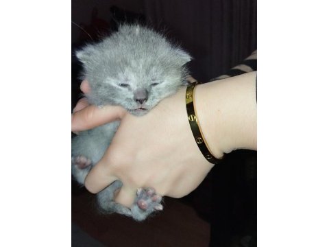Yeni doğmuş scottish fold yavrular