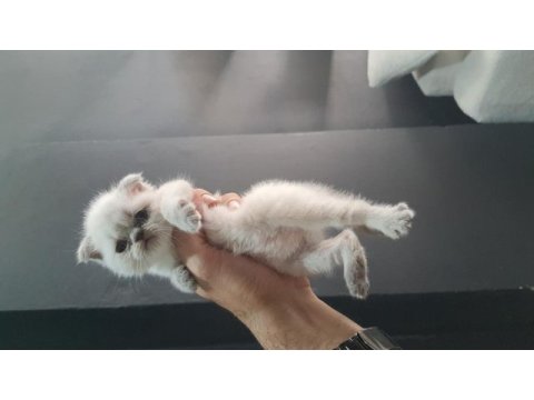 Tuvalet egıtımlı safkan orjınal brıtıshler