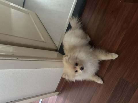 Pomeranian boo 3 aylık