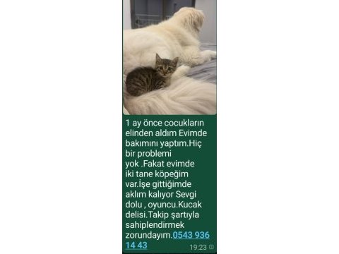 Çok uysal akıllı oyuncu bir kedimiz