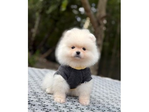 Evinizin neşesi olacak bir minik pomeranian boo