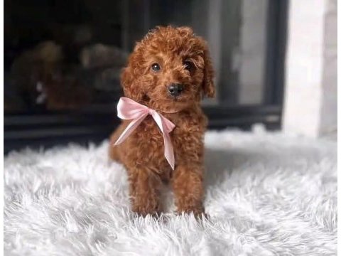 Toy poodle sağlıklı