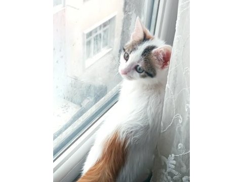 Ev kedisi sahipendilecek