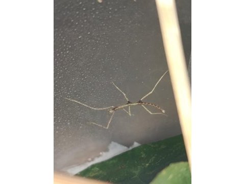 Yavru sopa böcekleri (medauroidea extradentata)