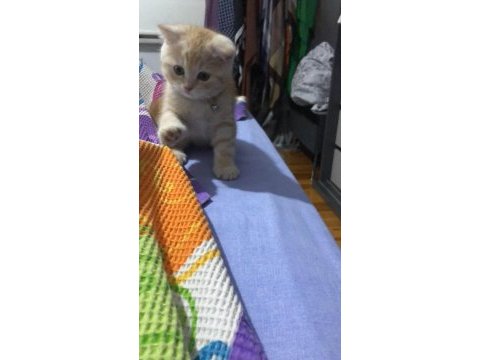 Her şeyi tam uygun fiyata verilecek scottish fold