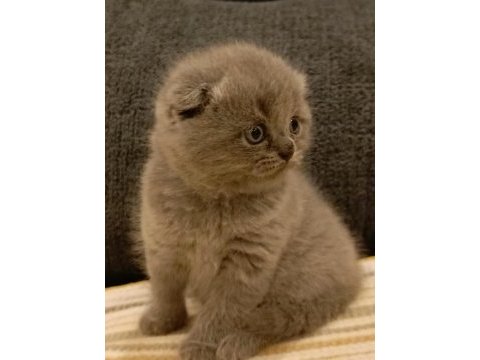 Dişi scottish fold yavrular