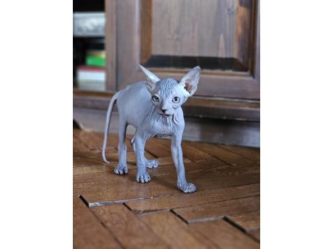 Sphynx (sfenks) 2.5 aylık