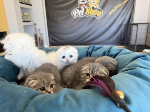 Top kafa scottısh fold yavruları fenomen pet shop